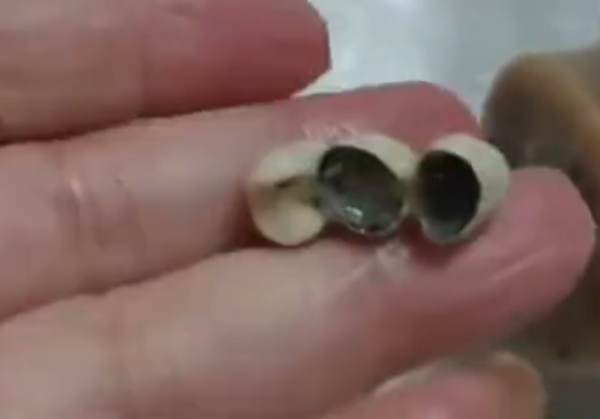 human teeth sausage dim sum (1)