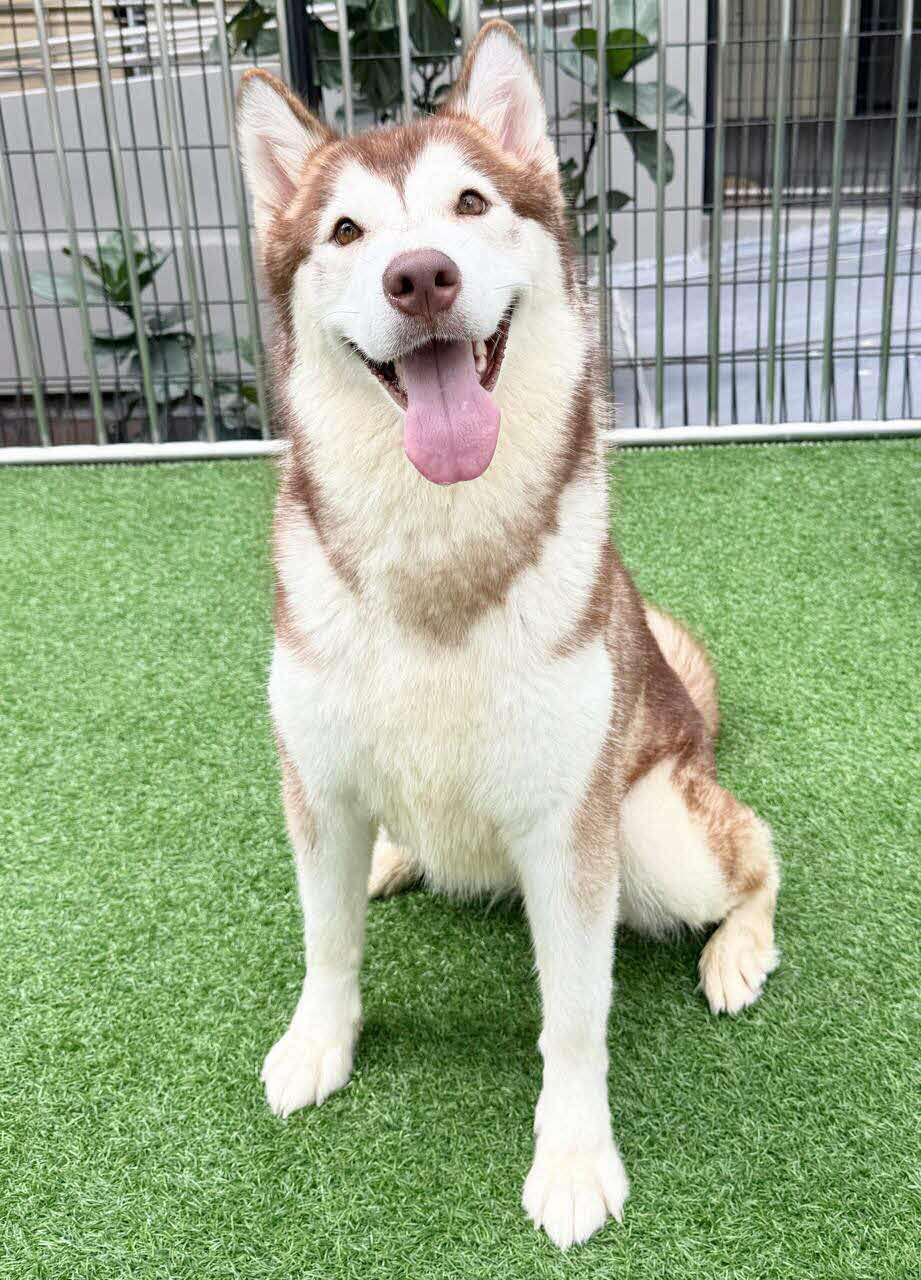 dog balcony foster home