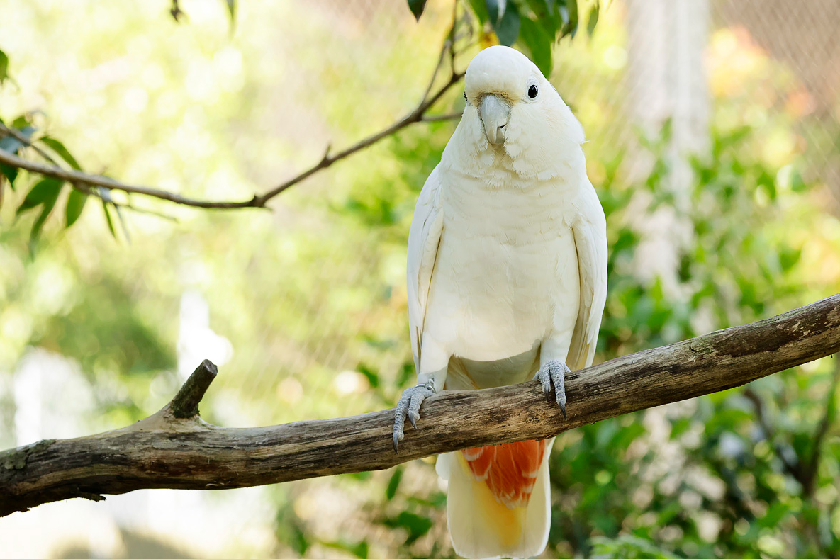 Philippine cockatoo