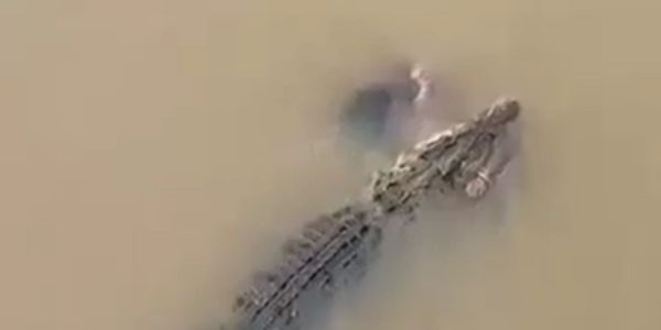 india woman crocodile