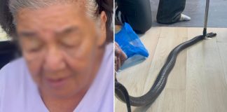 man grandmother cobra