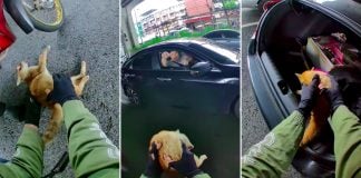 motorcyclist cat highway