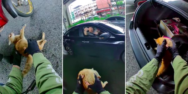 motorcyclist cat highway