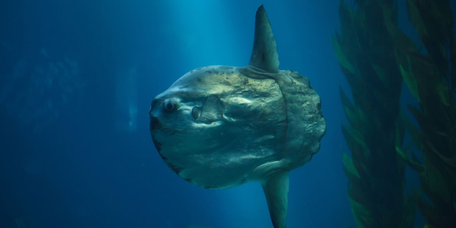 nursery teachers sunfish photo