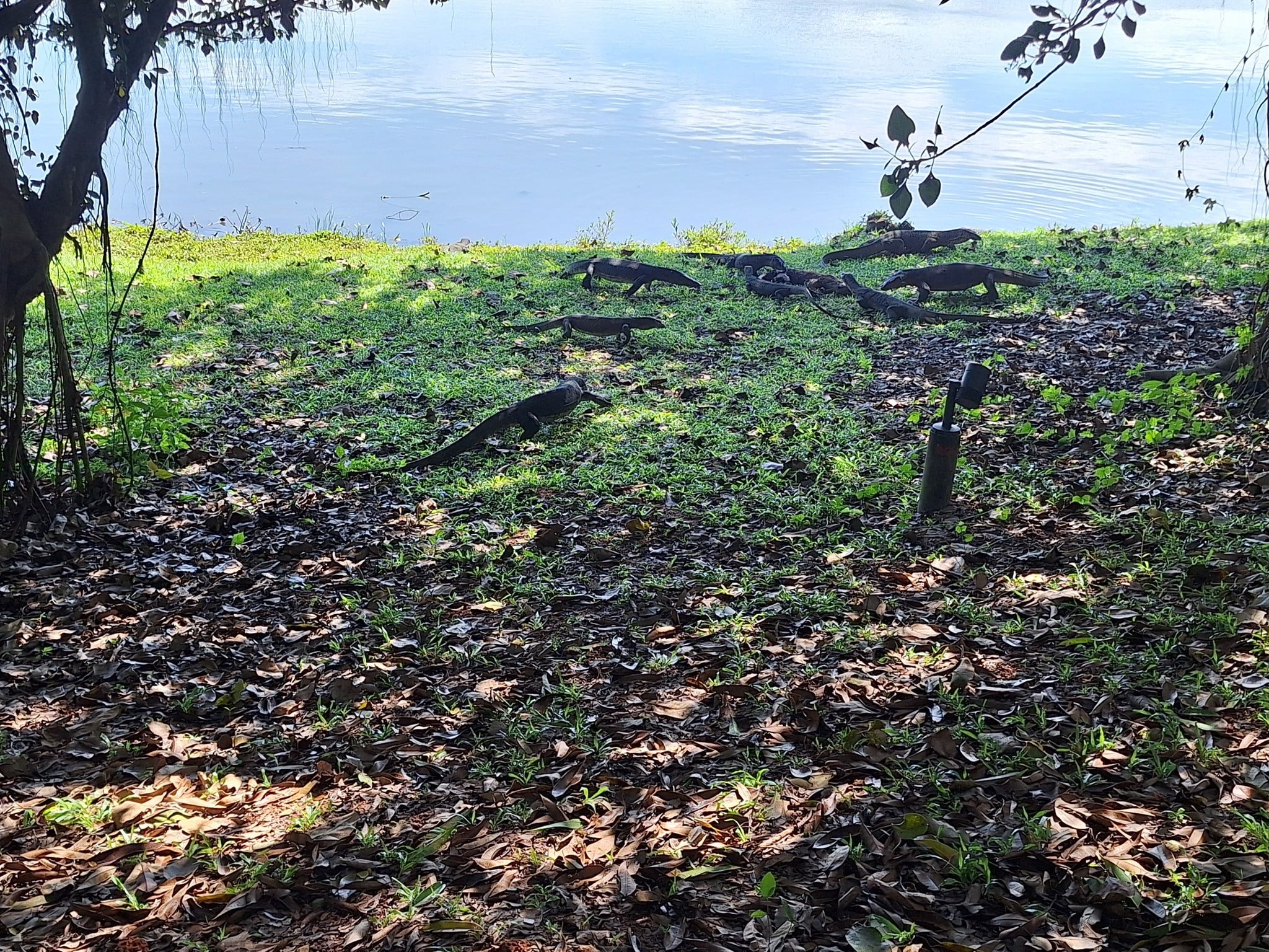 monitor lizards otter