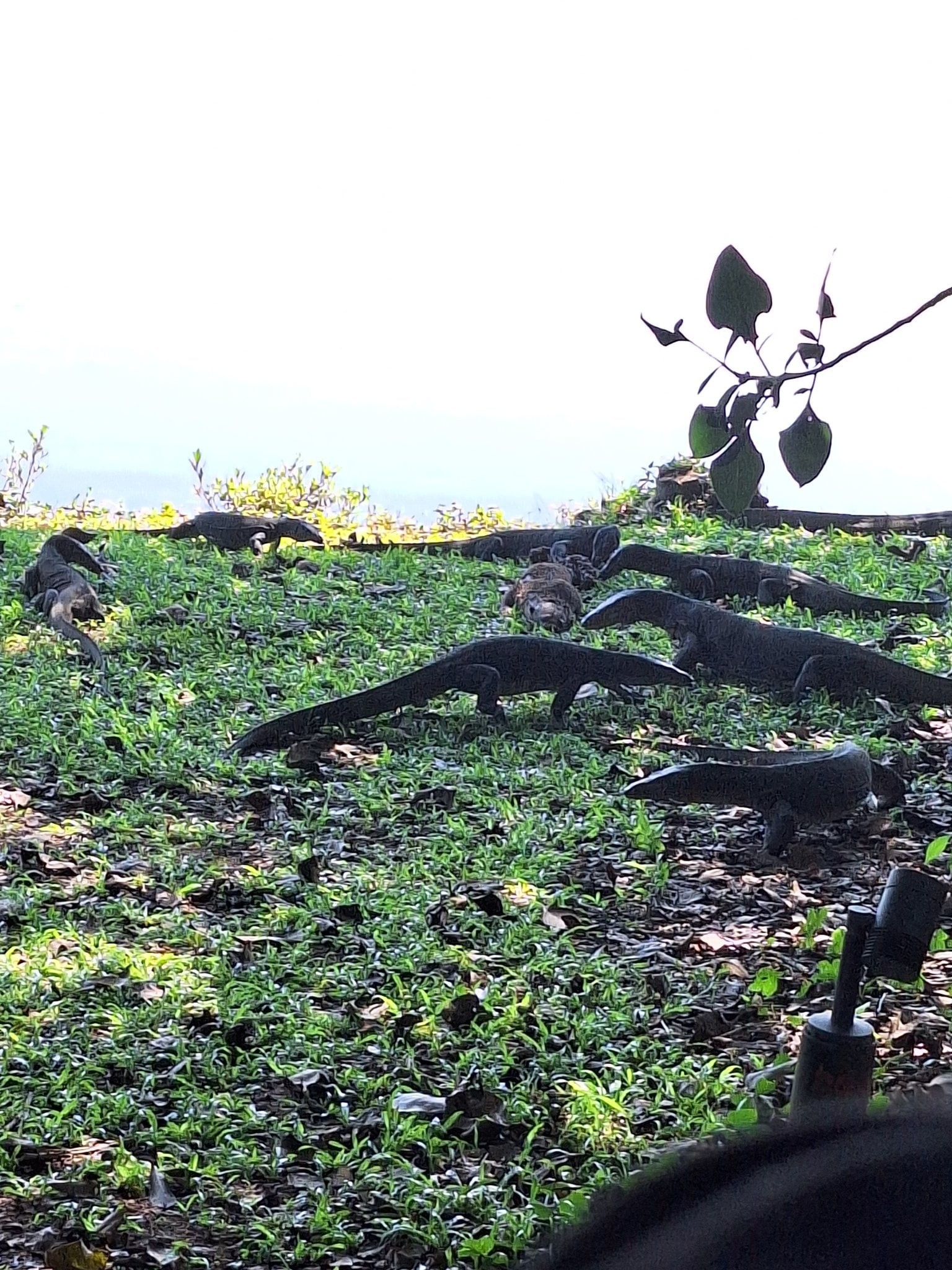 monitor lizards otter