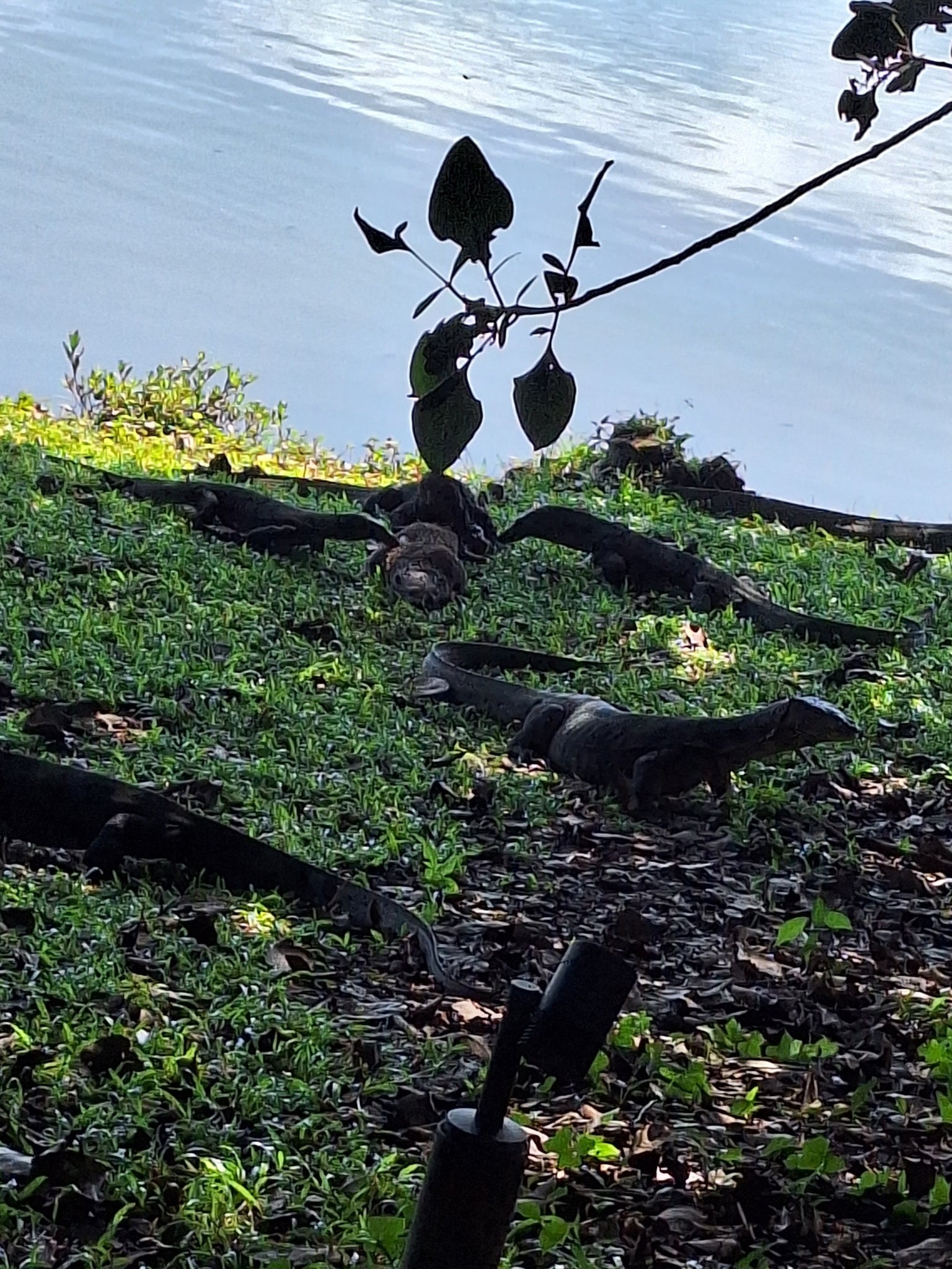 monitor lizards otter