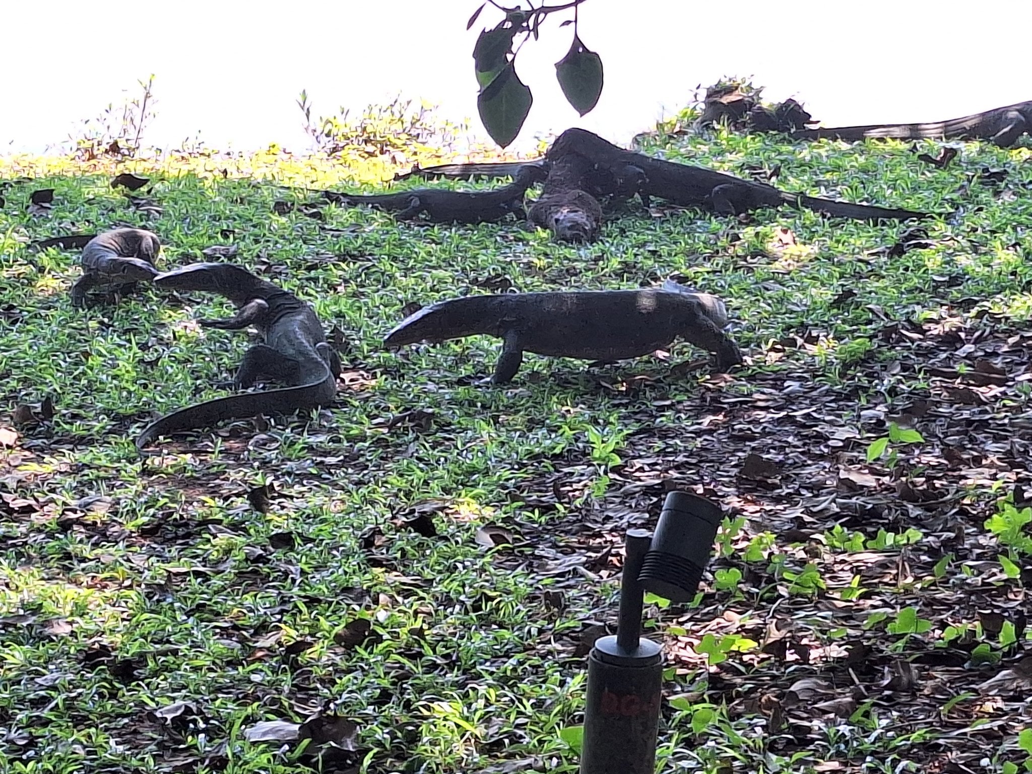 monitor lizards otter