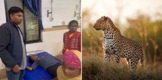 patient ambulance driver leopard