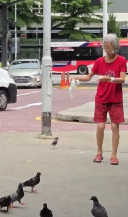 elderly pigeons bendemeer