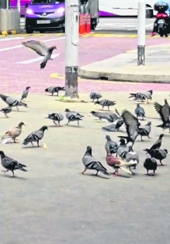 elderly pigeons bendemeer