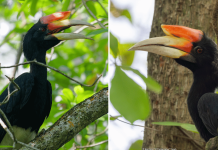 rhinoceros hornbill