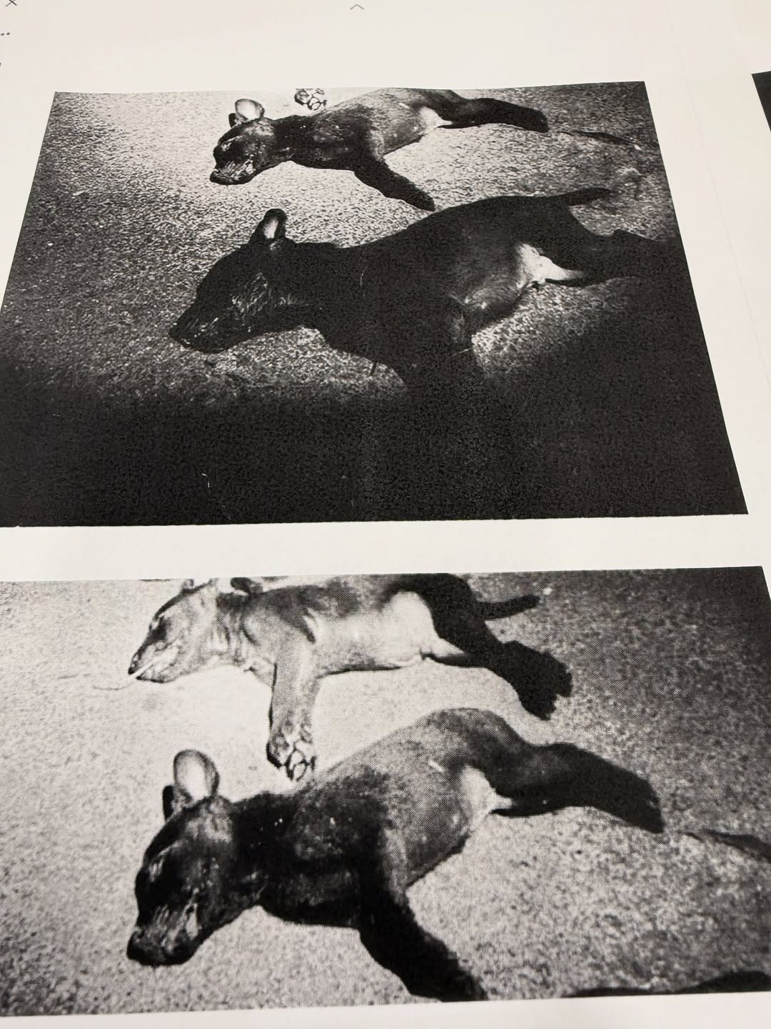 university dogs shot dead (3)