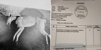 university stray dogs shot