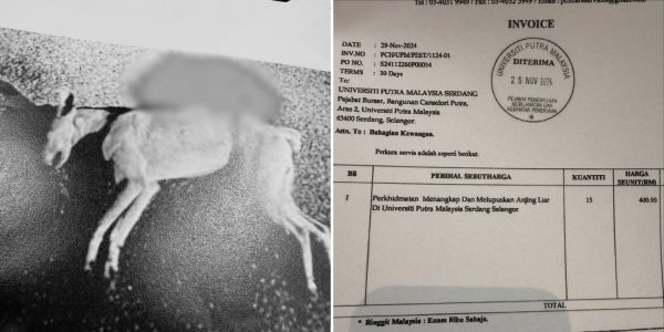 university stray dogs shot