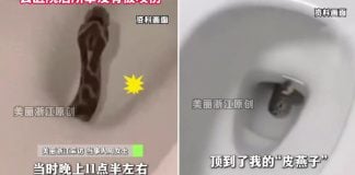 woman bum snake toilet