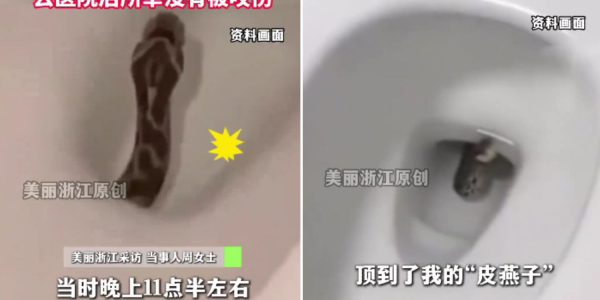 woman bum snake toilet