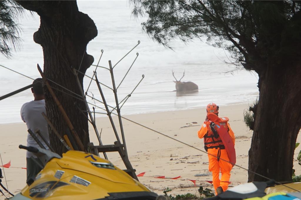 deer taiwan beach