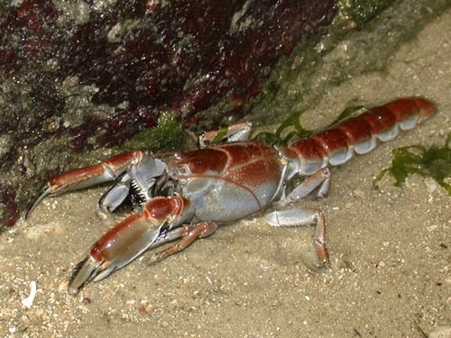 mud lobster
