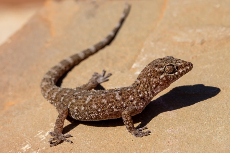 man poisoning lizard eggs