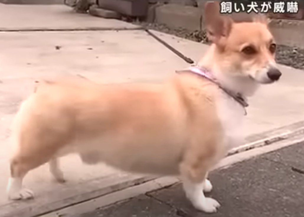 bear corgi japan