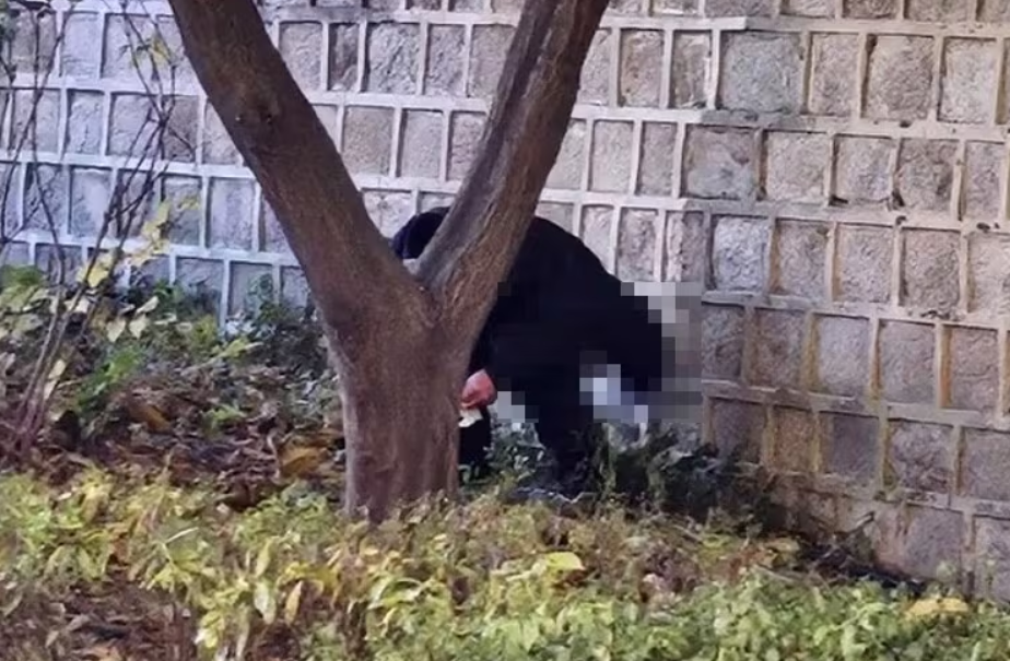 tourists defecating palace walls