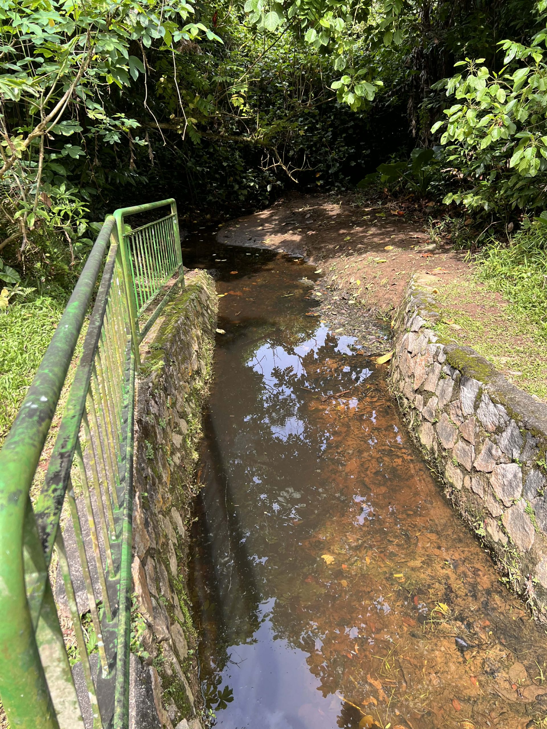 baby crocodile lim chu kang