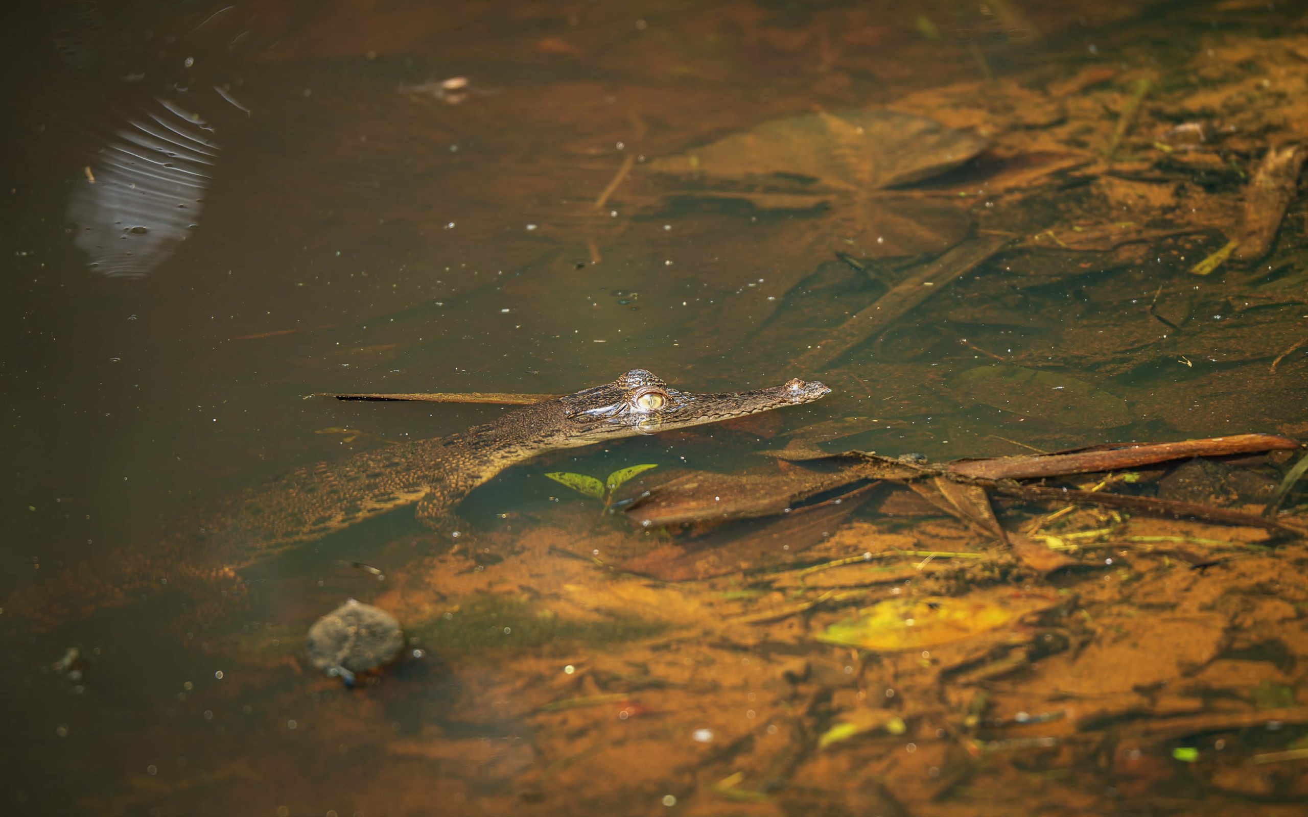 baby crocodile lim chu kang