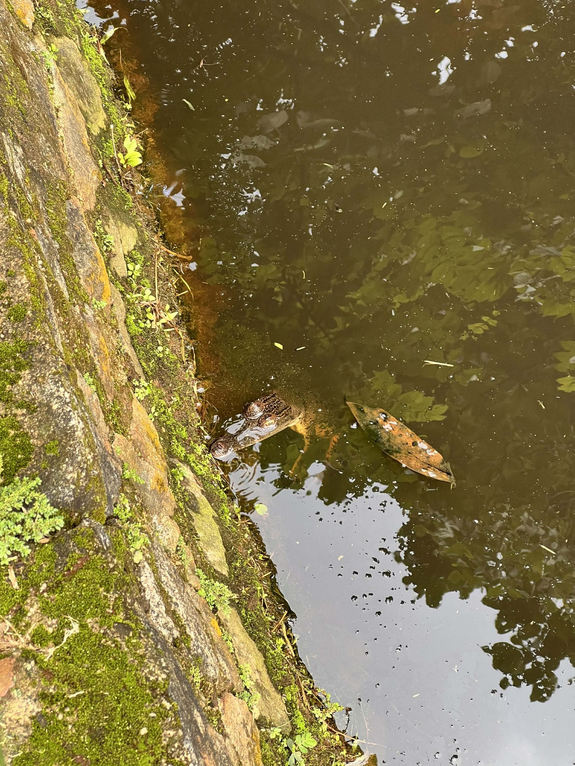 baby crocodile lim chu kang