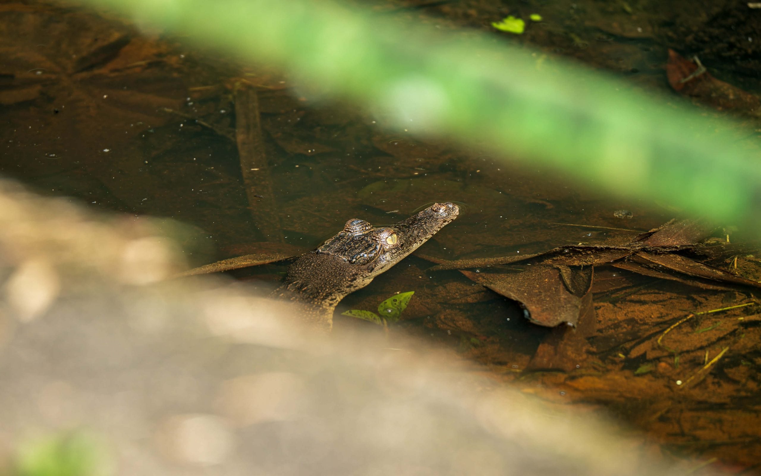 baby crocodile lim chu kang
