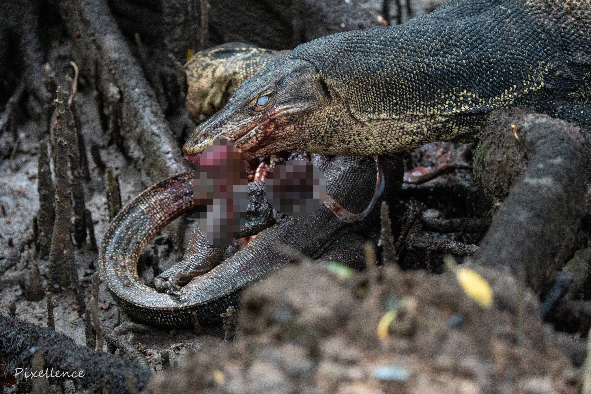 monitor lizard cannibalism