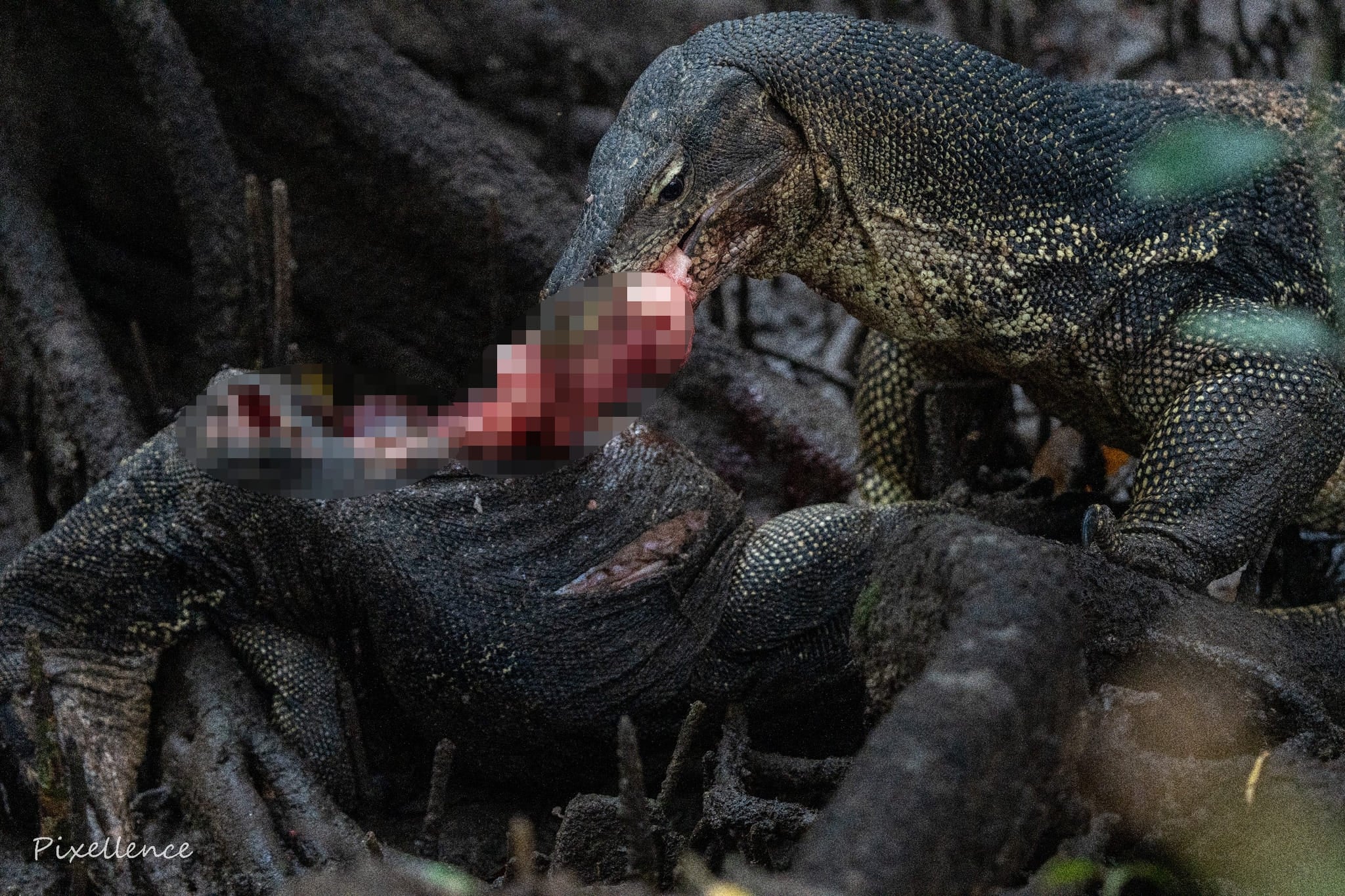 monitor lizard cannibalism