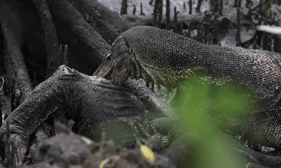 monitor lizard cannibalism