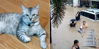 cat saves family typhoon kalmaegi