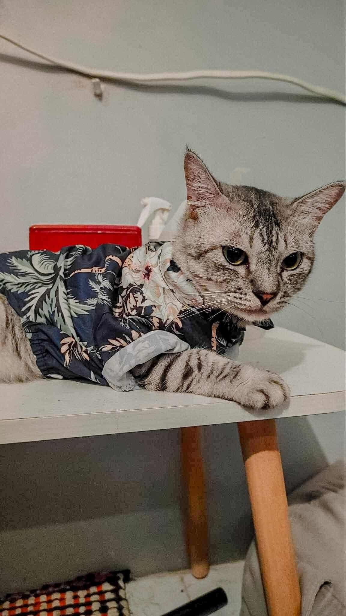 cat saves family typhoon kalmaegi (4)