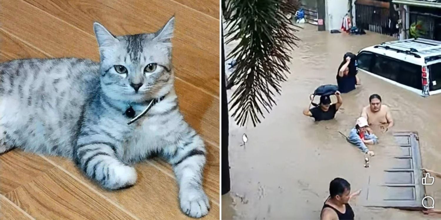 cat saves family typhoon kalmaegi