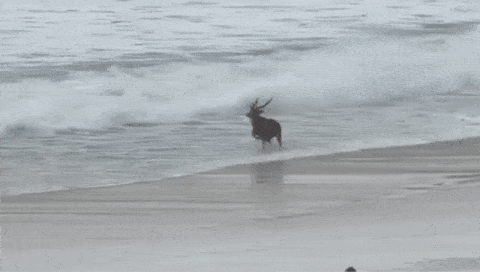 deer taiwan beach