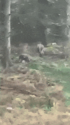 lion dog haircut ireland