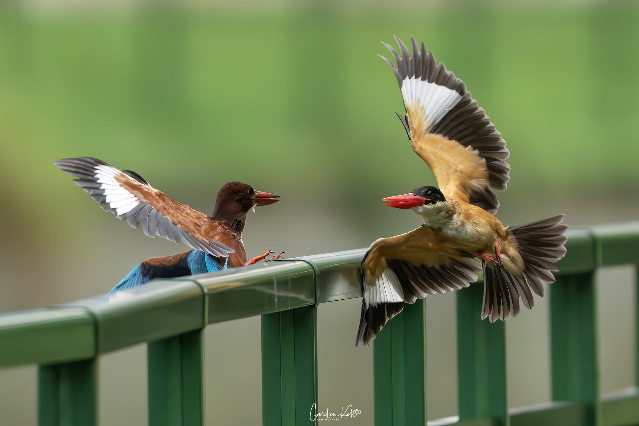 local kingfisher west coast