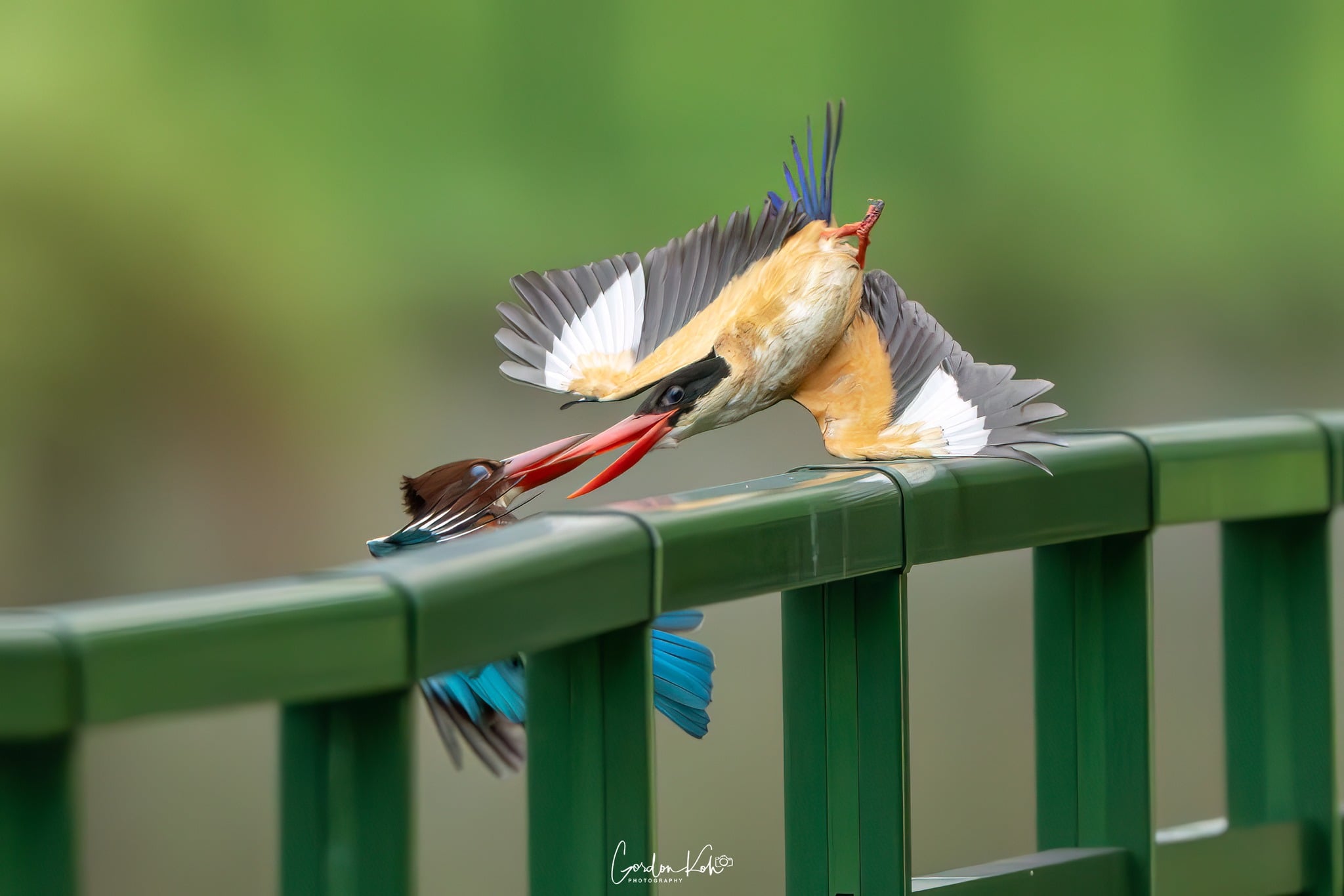 local kingfisher west coast