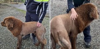 lion dog haircut ireland