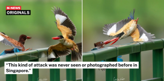 local-kingfisher-west-coast-park (1)