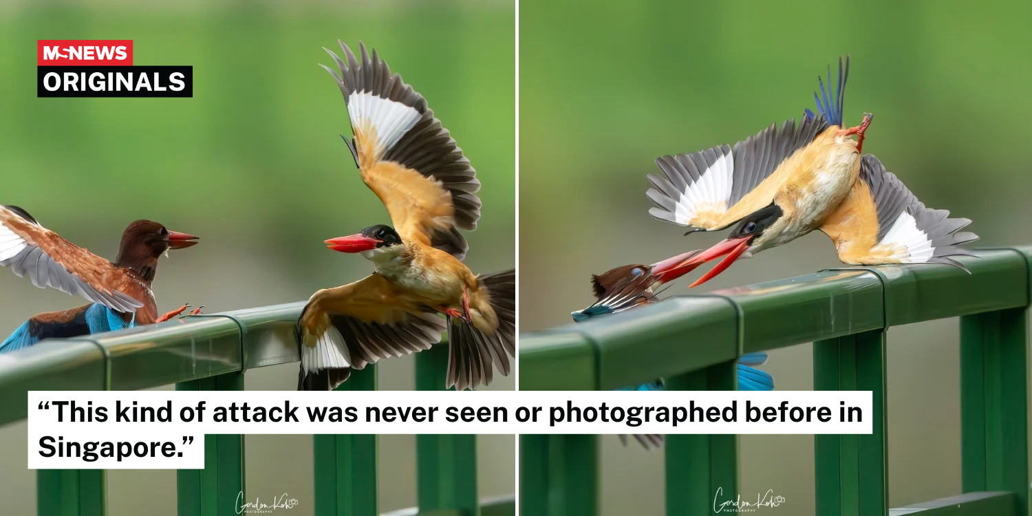 local-kingfisher-west-coast-park (1)