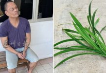 man aunt pandan leaves