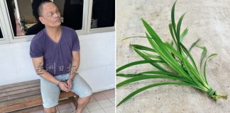 man aunt pandan leaves