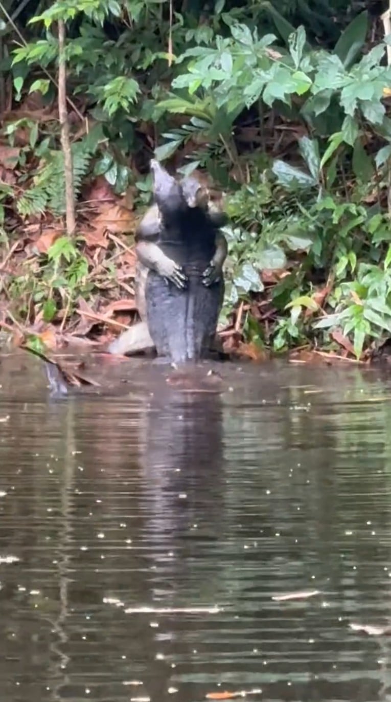 monitor lizards wrestling