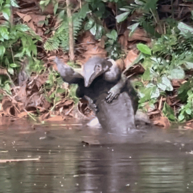 monitor lizards wrestling