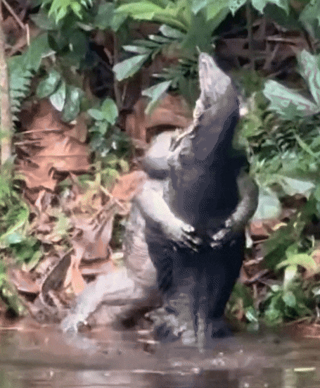monitor lizards wrestling
