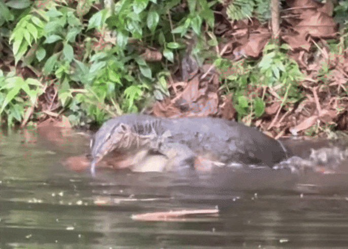 monitor lizards wrestling