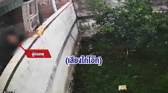 neighbour screeching chicken toy harass